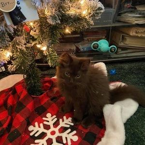 Meet your Posher, Jenny